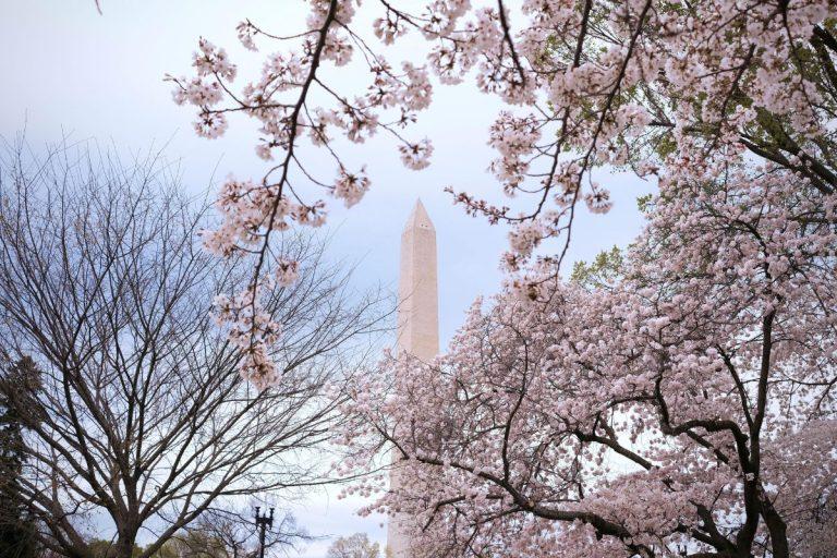 A view of the Washington Monument through the Cherry Blossoms on a cloudy day. - Cherry Blossom Destinations.